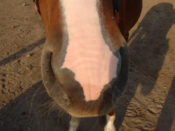 Anden særlig race Lulu Petrica Qwist SOLGT billede 11