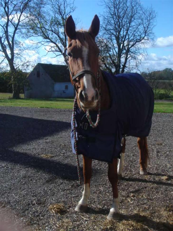 Anden særlig race Lulu Petrica Qwist SOLGT billede 12