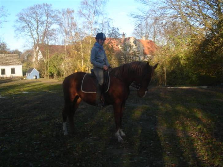 Anden særlig race Lulu Petrica Qwist SOLGT billede 14