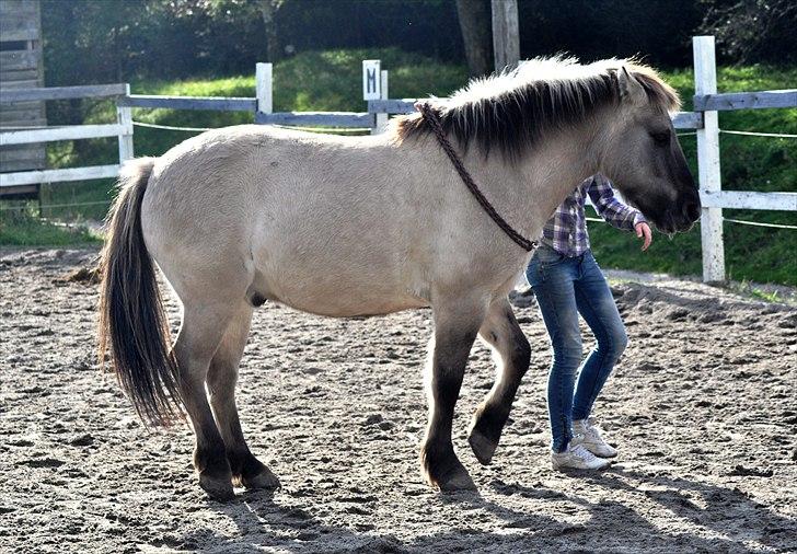 Konik Polski | Gneisti | Hvil i fred - Gneisti er mit et og alt. Min bedste ven. Velkommen til mit liv, min prins, min lille konik, min trofaste og elskedet pony. Mine fantastiske teenage år. | Foto: Marina Bohn Hansen billede 1