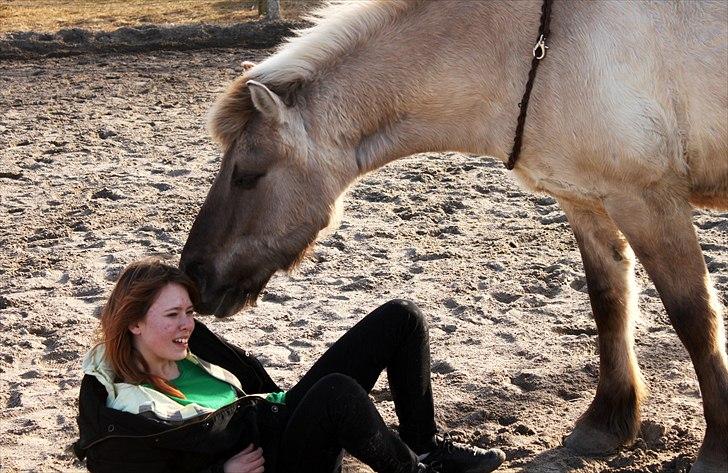 Konik Polski | Gneisti | Hvil i fred - Jeg savner at være så tryg ved en, som jeg var hos ham. | Foto: Marina Bohn Hansen billede 7