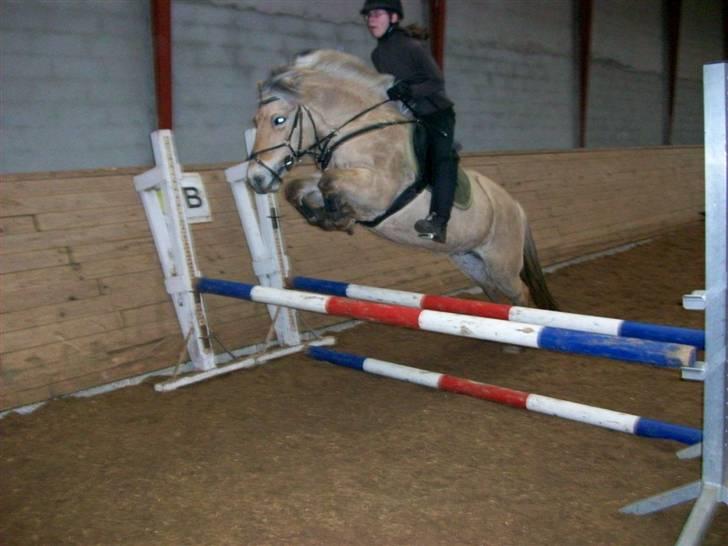 Fjordhest Lille - springer højdt over okse på 70 cm høj og 80 cm bred (den kunne ikke være minder i bedden) Fotograf: Lotte billede 4