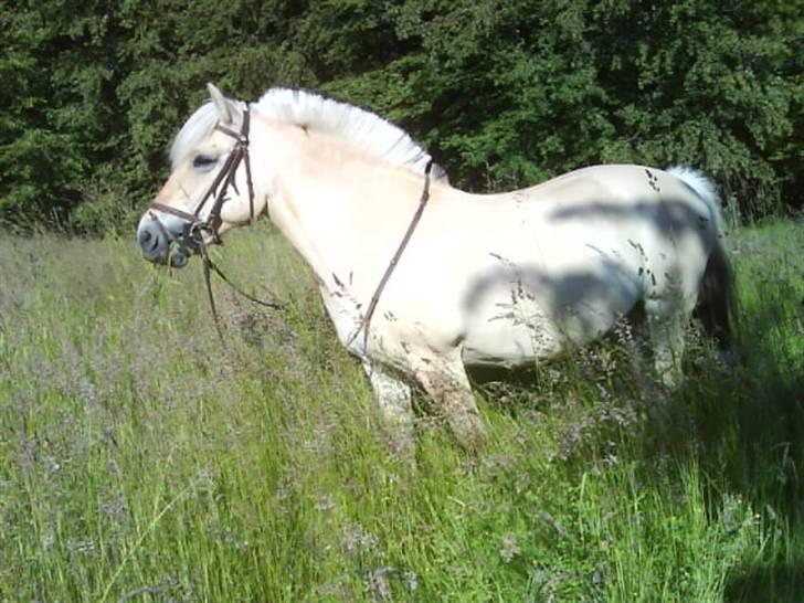 Fjordhest Lille - Fotograf: Mig billede 5