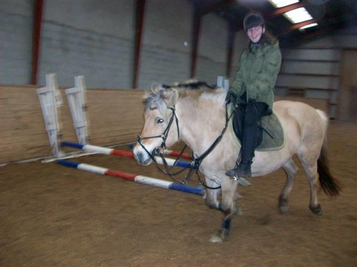 Fjordhest Lille - galop med løse tøjler XD så sød <3 Fotograf: Lotte billede 6