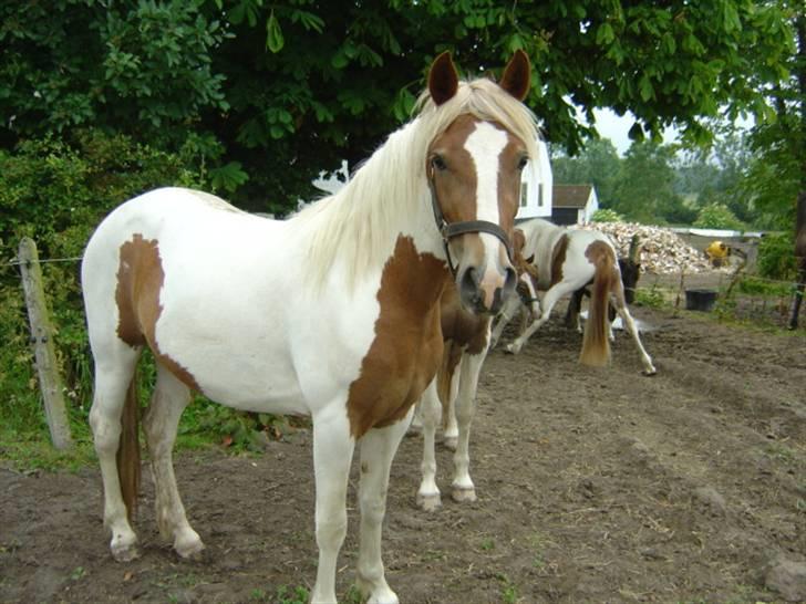 Pinto Kaluu Nyberg udlånt  billede 14