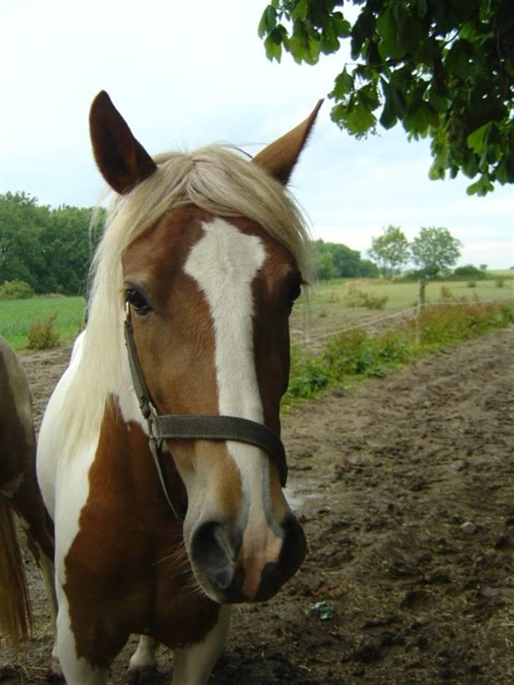 Pinto Kaluu Nyberg udlånt  billede 15