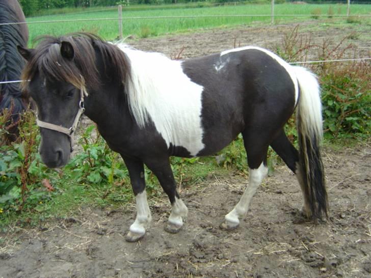 Miniature Maja Pilegaard billede 12