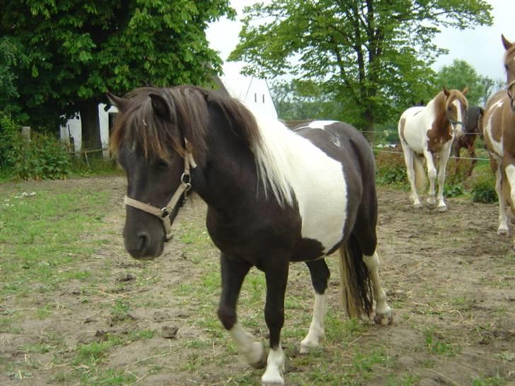 Miniature Maja Pilegaard billede 13