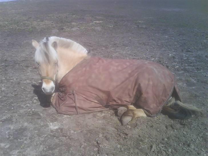 Fjordhest Lille - * Taget med mobil * Fotograf: Mig billede 11