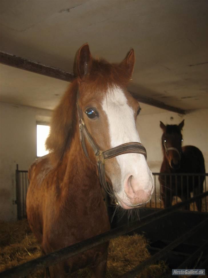 Anden særlig race Rosa R.I.P - 2006 havde lige fået hende hjem billede 2