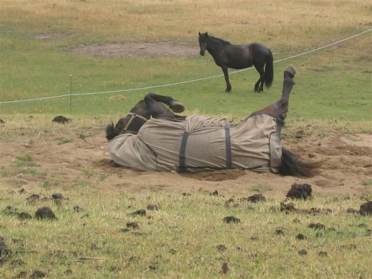 Islænder Àfram fra Birk huse - ahh, det er godt..  billede 4