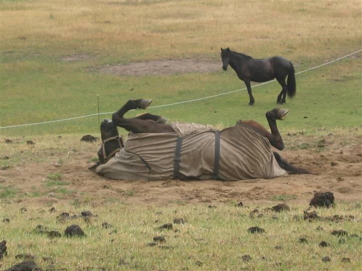 Islænder Àfram fra Birk huse - uha, hvor det klør,,  billede 5