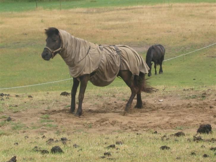 Islænder Àfram fra Birk huse - &&´så opog ryste sig.. det var en dejlig rulle tur.. :) billede 6