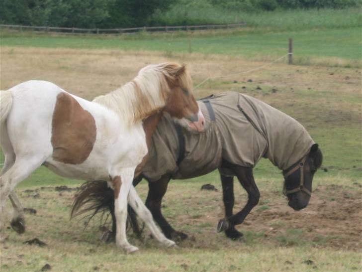 Islænder Àfram fra Birk huse - jaah, depill ska vi lege!? billede 7