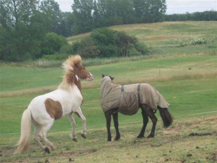 Islænder Àfram fra Birk huse - argh.. depill lad vær´ med det .. :) billede 8