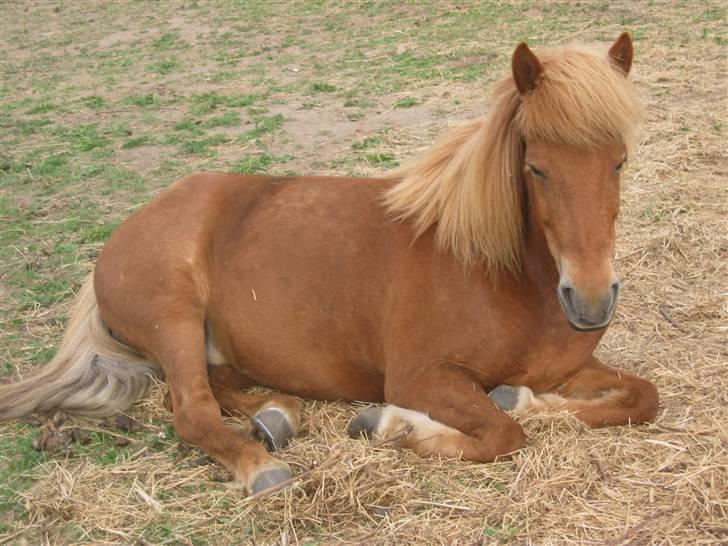 Islænder Vissa fra Þúfú / Solgt:'( - tager mig lige en lille lur..  billede 7