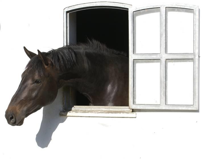 Dansk Varmblod CAPO CRIMINI SOLGT - Capo står og kigger ud.....juni 2008 billede 8