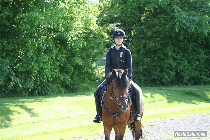 Anden særlig race Prince Charming  (solgt )  - (10) spring udenfor billede 8