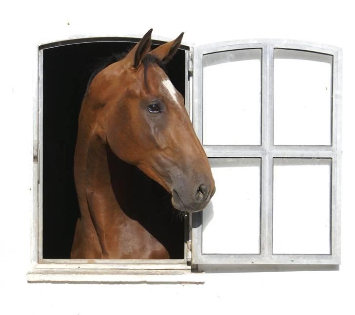 Dansk Varmblod CAPO CRIMINI SOLGT - Canou K. efter Cajus og Ramiro Z. Capo´s halvbror, som pt. er 2 år og hingst....166 i stg... billede 9