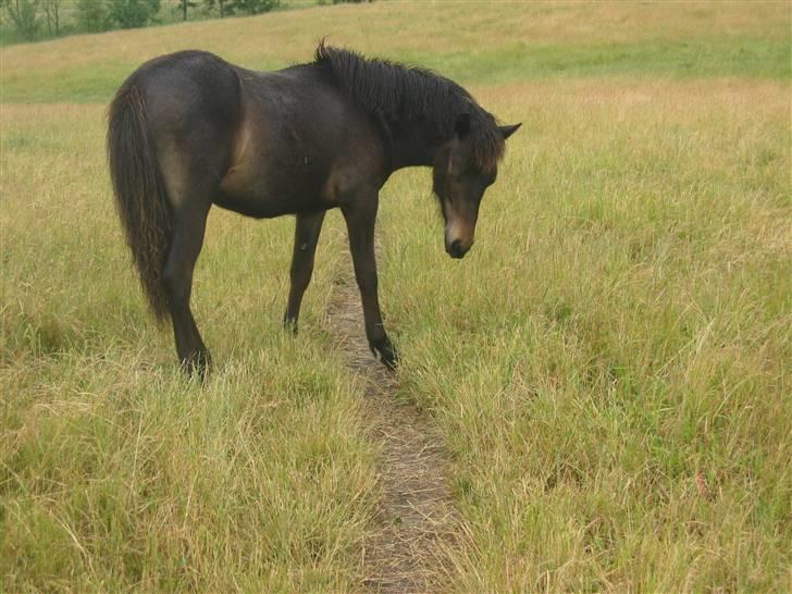 Islænder Tritla fra Lindebjerg - ohh, tritla du er blevet stor ! billede 14