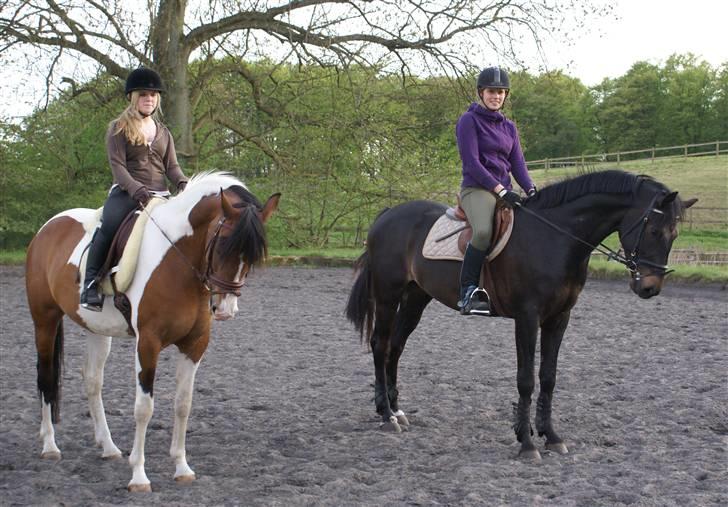 Dansk Varmblod CAPO CRIMINI SOLGT - Isabaue & Capo, mor & søn juni 2008.... billede 10