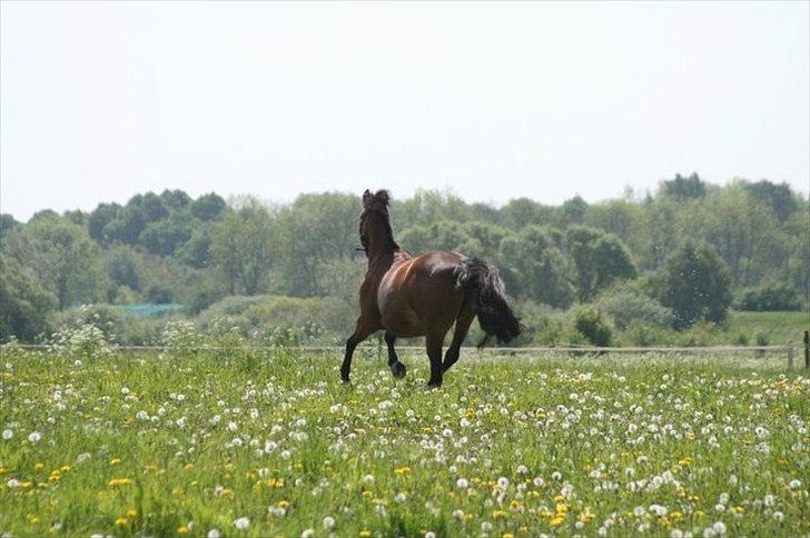 Anden særlig race Kildegårdens Socky - Alle vores drømme kan gå i opfyldelse - hvis vi har modet til at forfølge dem, selvom det nogle gange betyder vi må give afkald på dem vi elsker mest <3 billede 10