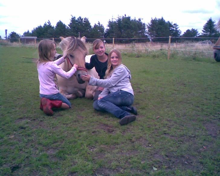 Fjordhest Zenia, passet ^savnes!^ - top hygge<333 billede 13