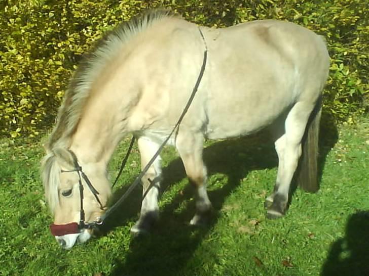 Fjordhest Zenia, passet ^savnes!^ - ridetur uden sadel, det bedste!  billede 14