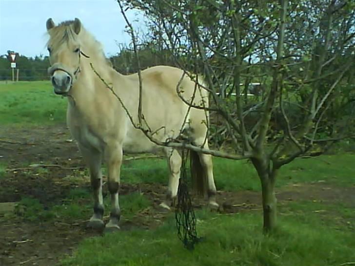 Fjordhest Zenia, passet ^savnes!^ - jubii kan man se hun tænker :D hehe<3 billede 15