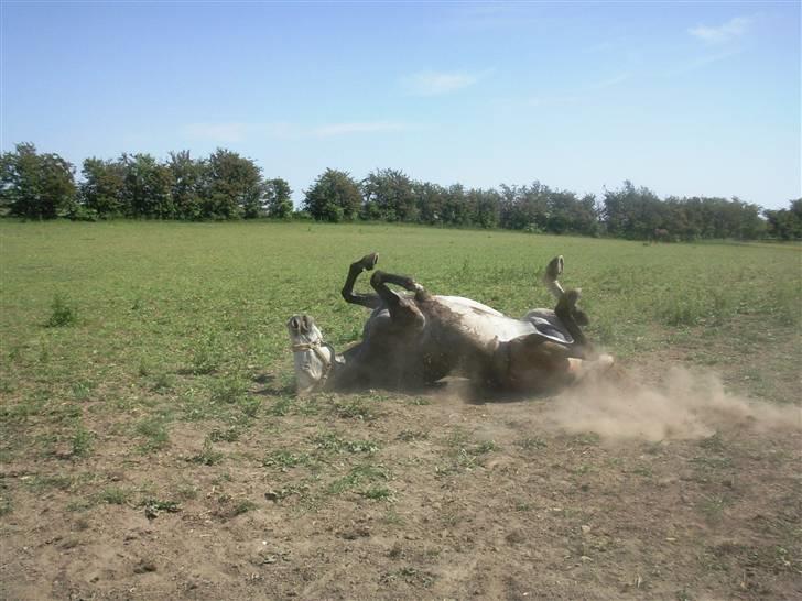 Anden særlig race El Casso billede 9