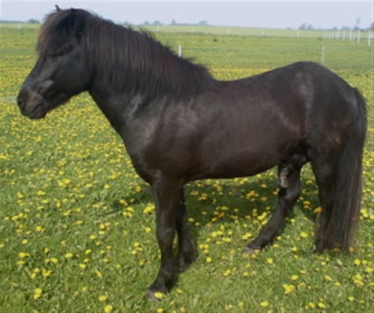 Islænder Stigur Ytri-Skeljabrekku billede 1