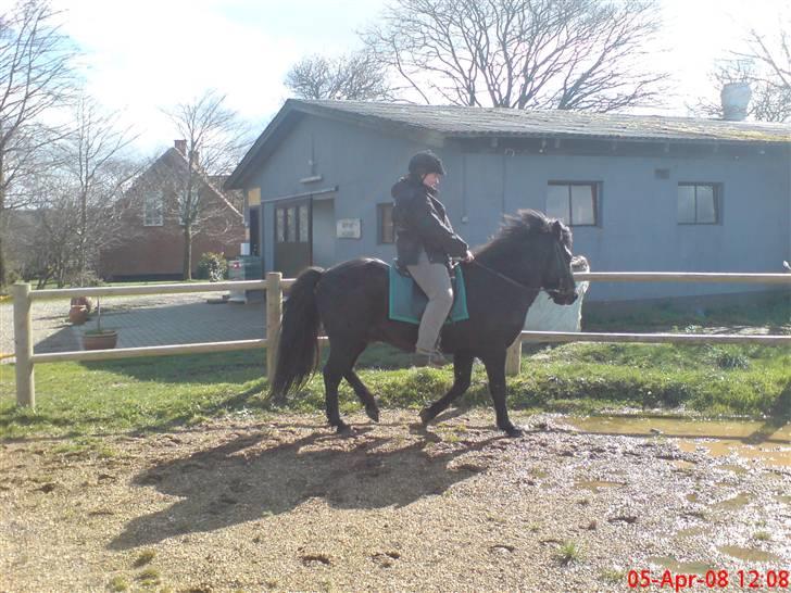 Islænder Stigur Ytri-Skeljabrekku billede 2