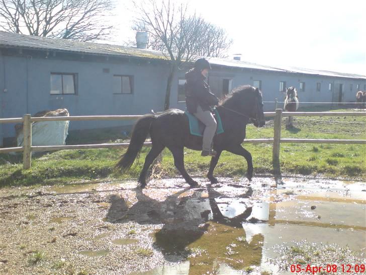 Islænder Stigur Ytri-Skeljabrekku billede 3