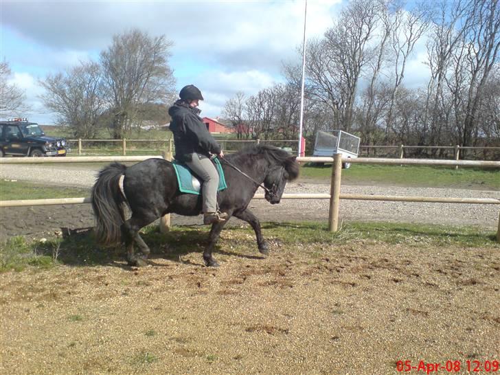Islænder Stigur Ytri-Skeljabrekku billede 4