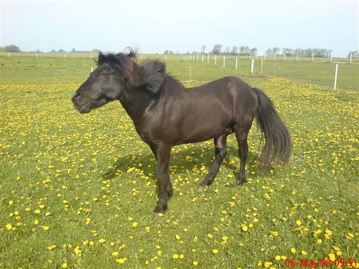 Islænder Stigur Ytri-Skeljabrekku billede 5