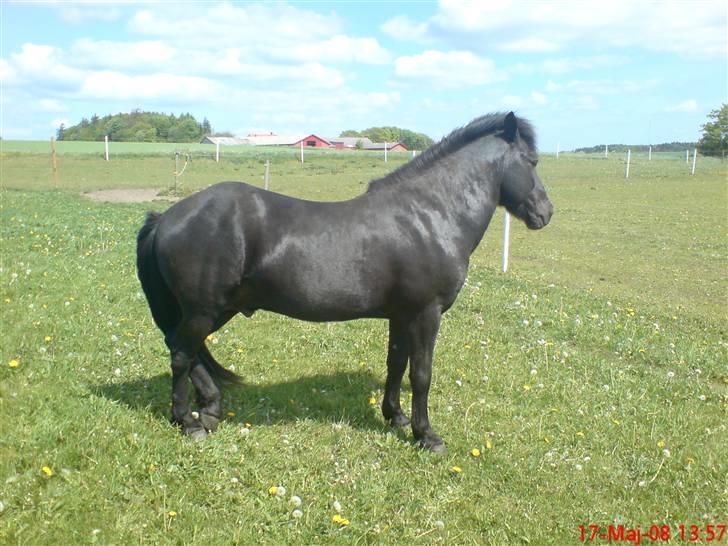 Islænder Stigur Ytri-Skeljabrekku billede 6