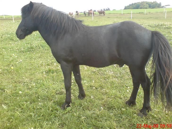 Islænder Stigur Ytri-Skeljabrekku billede 7