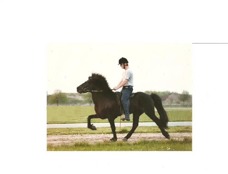 Islænder Stigur Ytri-Skeljabrekku billede 8