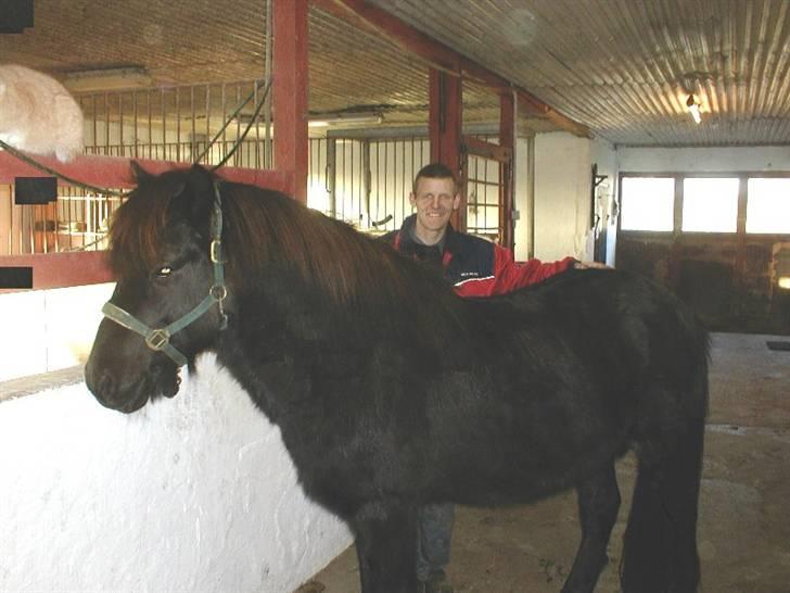 Islænder Stigur Ytri-Skeljabrekku billede 9