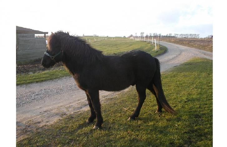 Islænder Stigur Ytri-Skeljabrekku billede 10