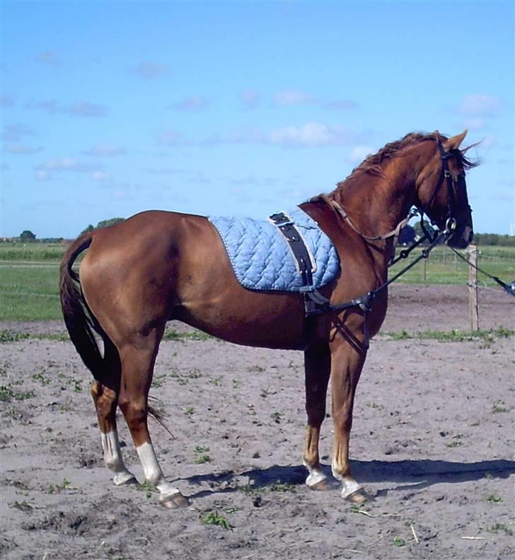 Belgisk varmblod Urano † billede 10