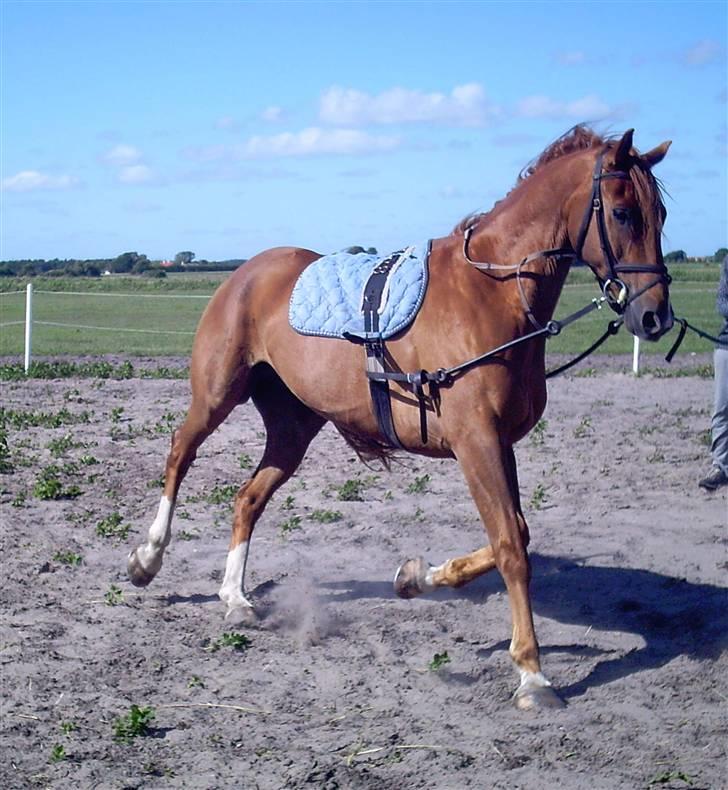 Belgisk varmblod Urano † - Røde i longen..  billede 11