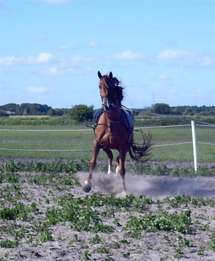 Belgisk varmblod Urano † billede 12