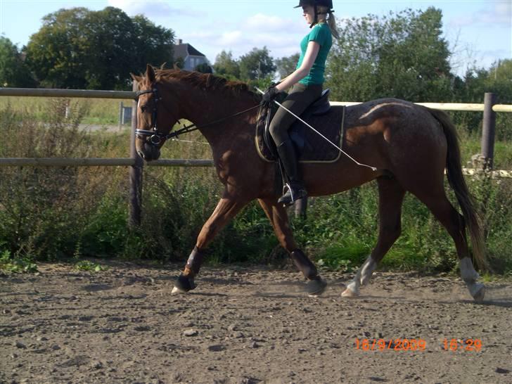 Knabstrupper Cassandra H 'gml. passer' - Dressur igen (: -Du er en stjerne ;*<3 {Foto: Annabell} billede 16
