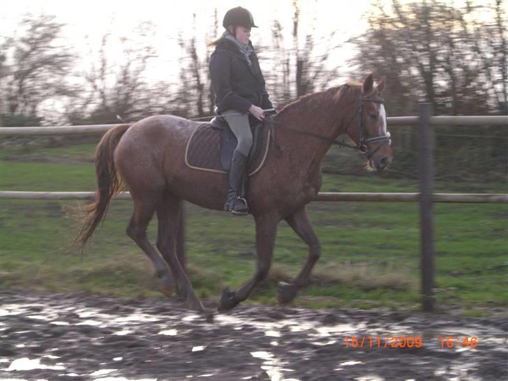 Knabstrupper Cassandra H 'gml. passer' - Du ´ så fin.. :)<3 {Foto: Heidi} billede 18