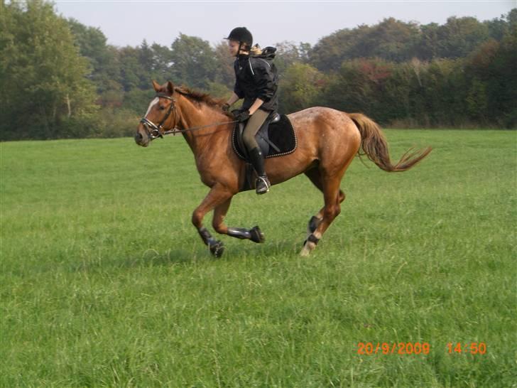 Knabstrupper Cassandra H 'gml. passer' - På skovtur for første gang efter, hun fik sko på (: Sammen med Heidi på Tuttepigen.. En uforglemmelig tur :´)<3 Her på en græsmark i galop.. {Foto: Heidi} billede 19