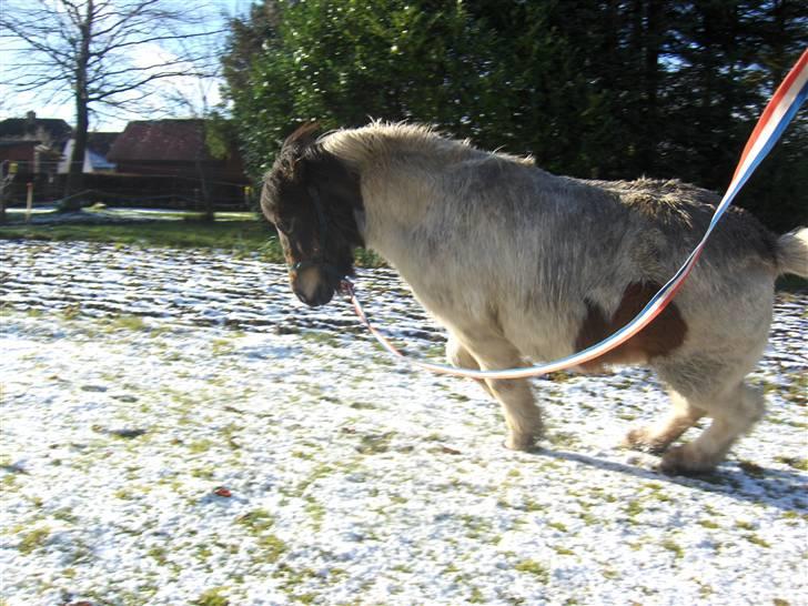 Islænder Heta (Lillesøsters) - Yihaarh!!! Skidesjovt at bukke lidt xD {Foto: Heidi} billede 11