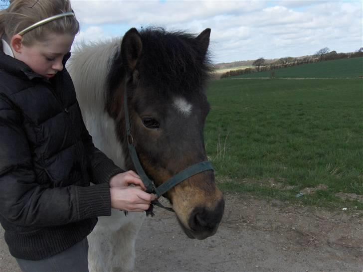 Islænder Heta (Lillesøsters) - Grimen gik i stykker. Så nu bliver den altså lige fikset! xD {Foto: Heidi} billede 13