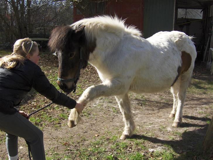 Islænder Heta (Lillesøsters) - Så skal der strækkes ud efter den lange gåtur :) {Foto: Heidi} billede 14