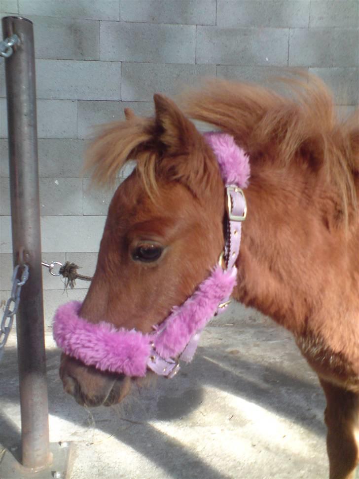 Anden særlig race Silke SOLGT - #1 Silke som lige har fået en tur med strigleren ;oP billede 1